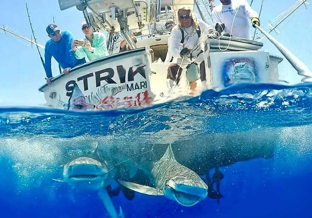 Mark The Shark charter boat Striker-1 with guests and a catch