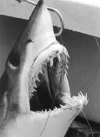 Monster Action Sharks photo album cover
