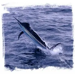Monster Billfish Action Shots photo album cover