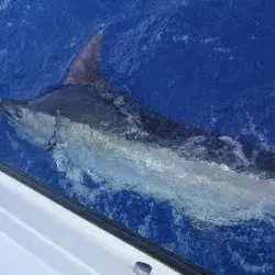 Monster SailFish photo album cover
