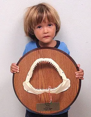Black Tip Shark Jaws on Wood Plaque