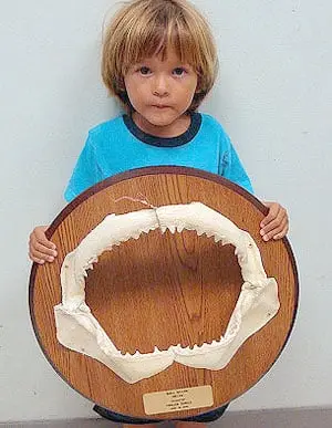 Bull Shark Jaws on Wood Plaque