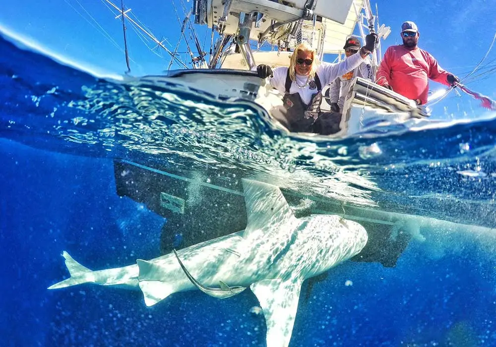 Mark The Shark charter action, photo 4