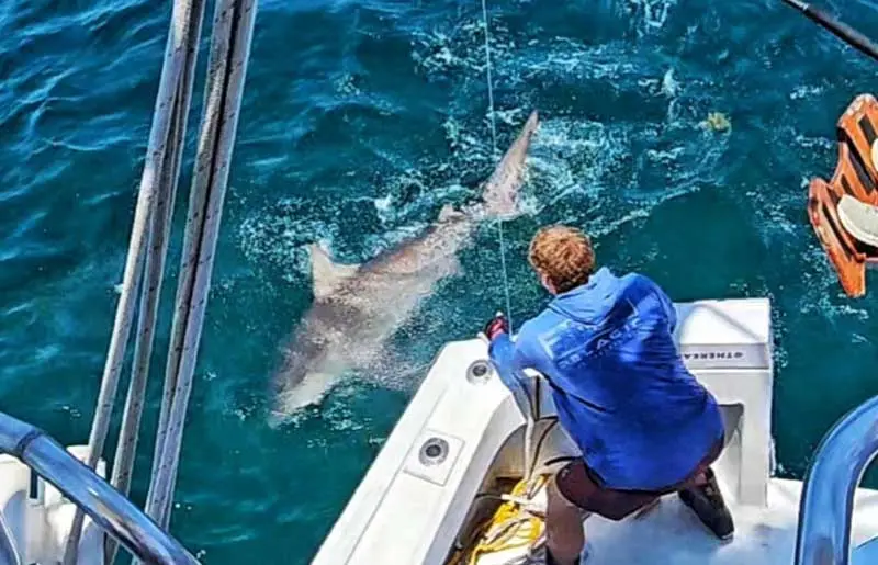 Mark The Shark fishing gallery preview