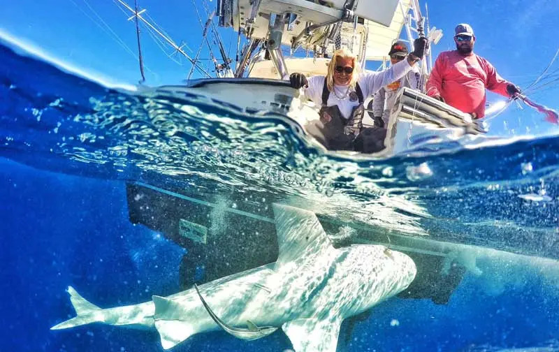 Mark The Shark fishing gallery preview